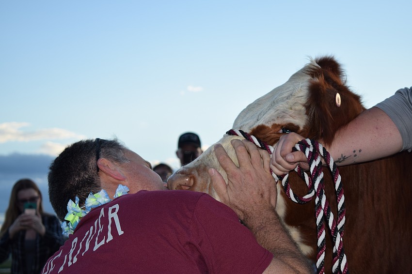 Assistant Principal Matt Whelden kisses Dorothy, a heifer in Braden River High School's Future Farmers of America program. Whelden was selected to kiss Dorothy because students donated the most money under his name.