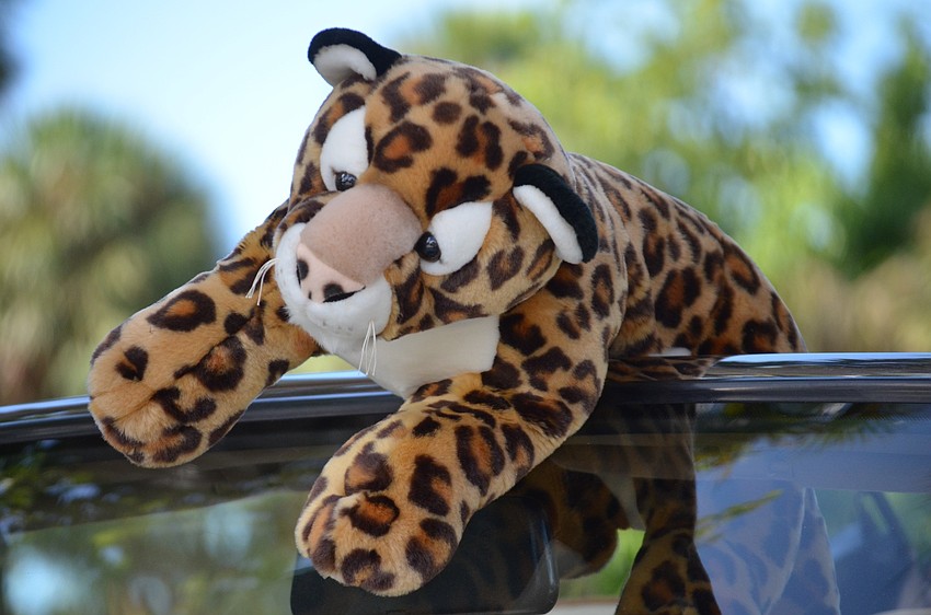Not all jaguars in St. Armands Circle were made of steel.