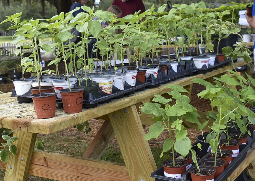 Edible plants line one of the tables.
