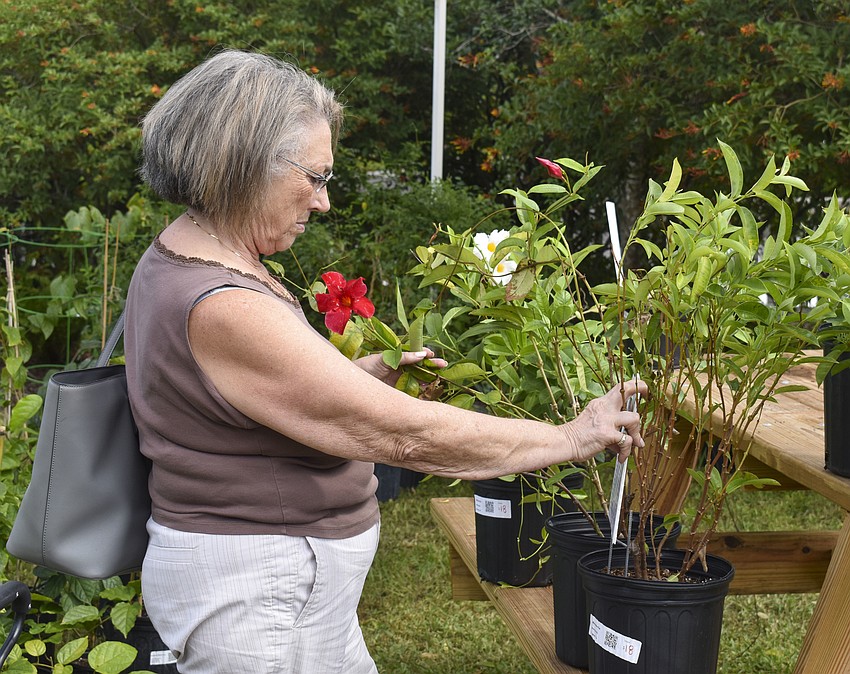 Maria Decker looks at a mandevilla.