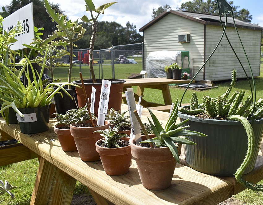 Succulents are one of the many plants on display.