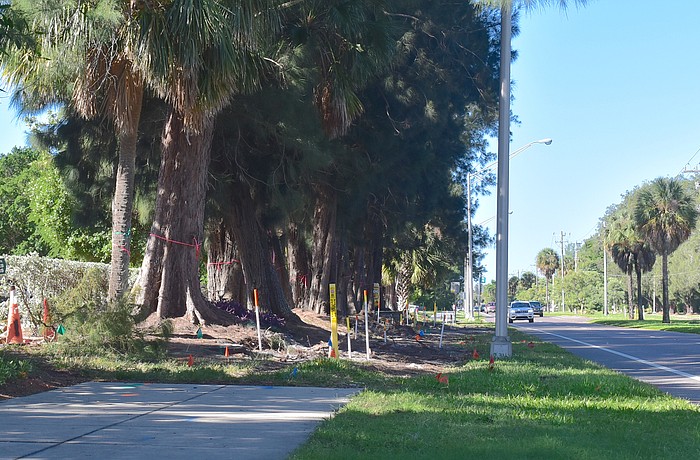 As part of the project, the sidewalk will be extended along the south side of Ringling Causeway, and Australian pines removed on both sides.