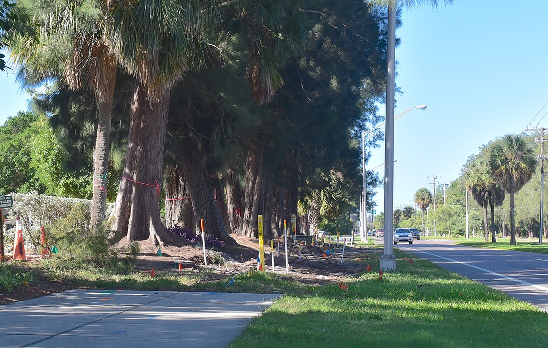 As part of the project, the sidewalk will be extended along the south side of Ringling Causeway, and Australian pines removed on both sides.
