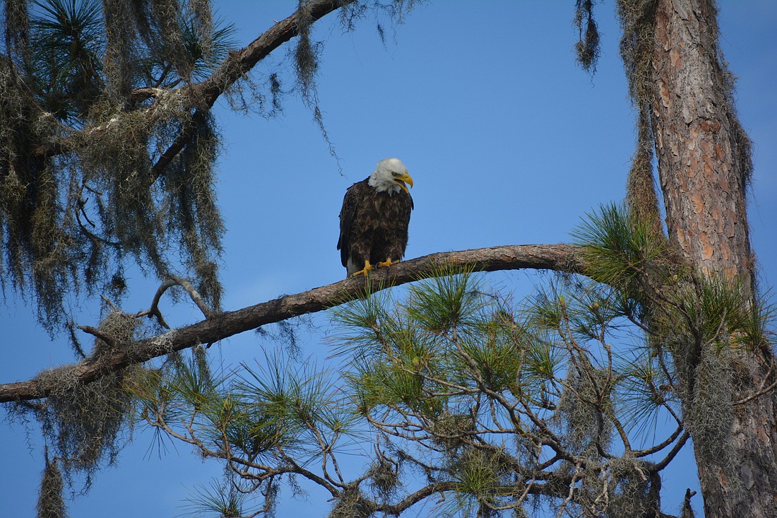 Although the nest had come down in front of Our Lady of the Angels Catholic Church, the bald eagles still are there along White Eagle Boulevard.