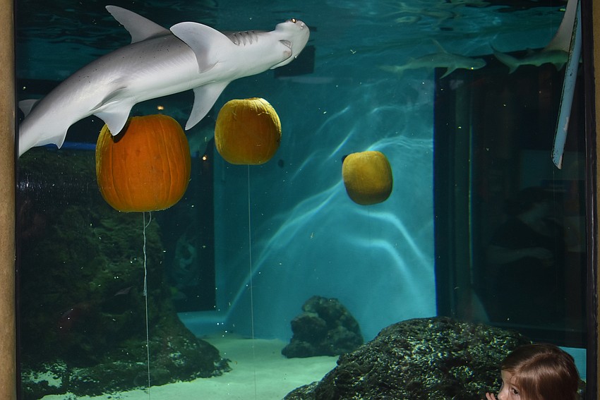 Floating pumpkins swirl around sharks.