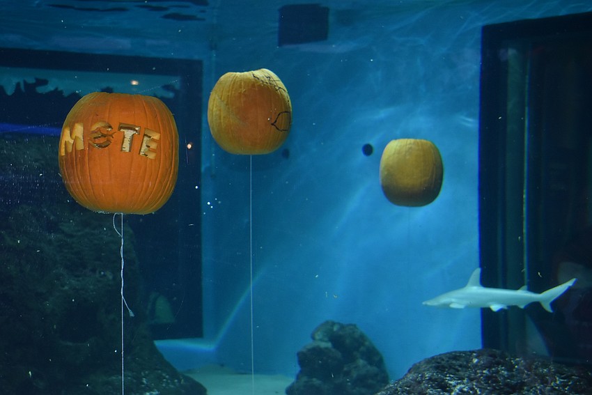 A Mote-carved pumpkins twirls to face out.