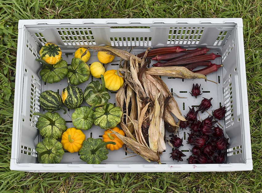 Okra, popcorn, roselle and pumpkins are a few of the crops that grow on the farm.
