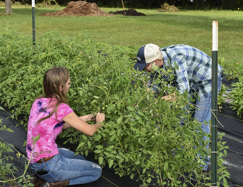 Skylar Farnsworth and Carrie McDonald tend to the tomatoes.