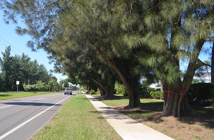 After removing hundreds of Australian pines from John Ringling Causeway, the city will create a wider path between St. Armands Circle and the Coon Key Bridge.