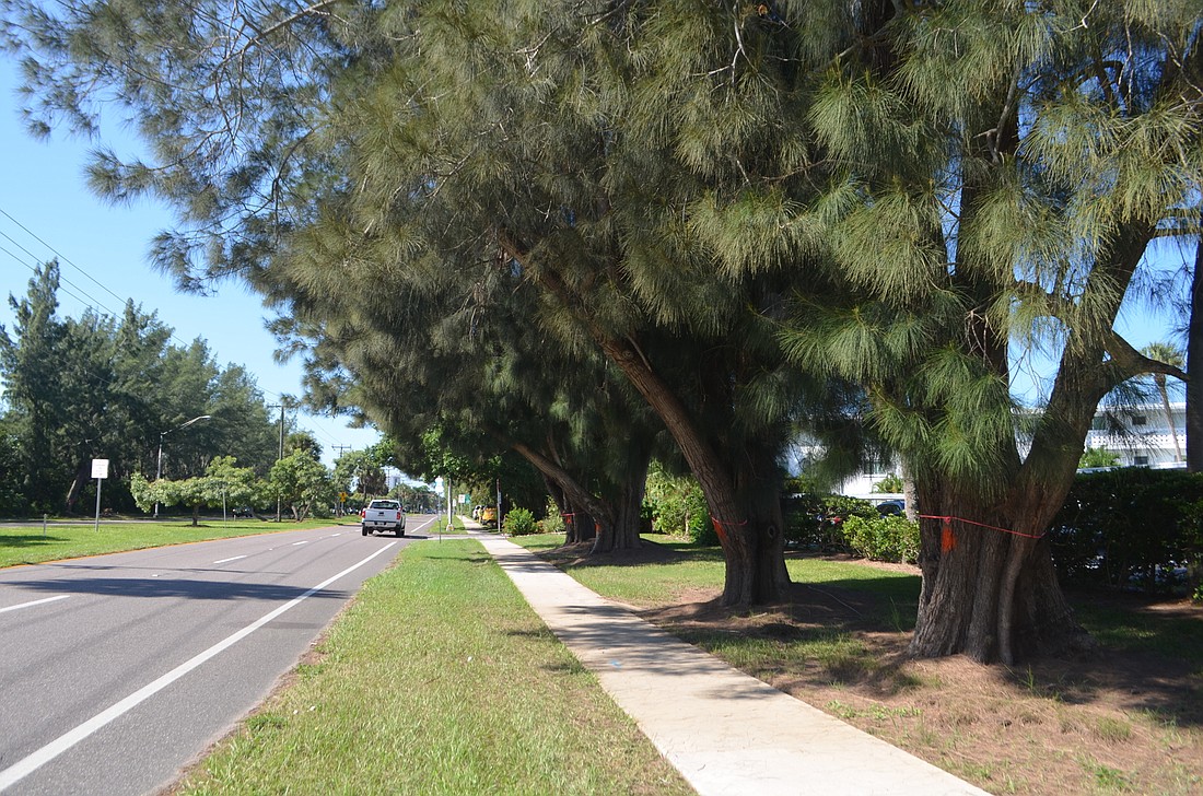 After removing hundreds of Australian pines from John Ringling Causeway, the city will create a wider path between St. Armands Circle and the Coon Key Bridge.