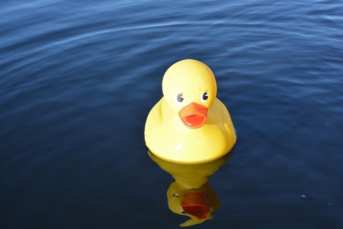 Rubber ducks are 10-inches so they can be easily identified by their respective owners.