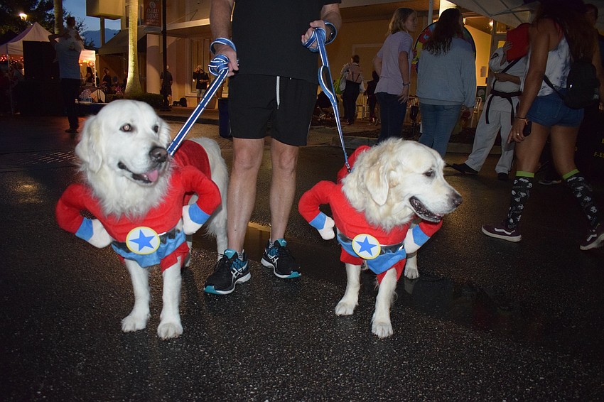 Sarasota resident Kevin Grady bring his English cream golden retrievers, Henry and Finnegan, dressed as Captain America.