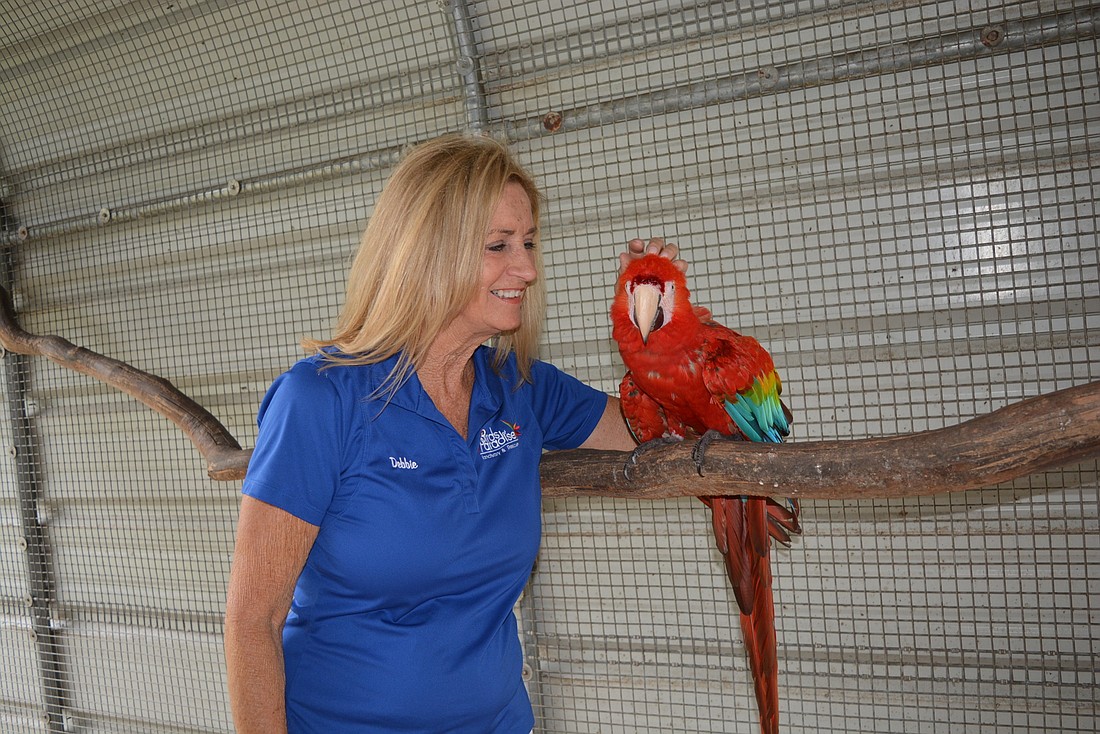 Birds of Paradise Executive Director Debbie Huckaby holds Harvey, a ruby macaw found seven years ago in someone&#39;s backyard in St. Petersburg. "He whispered his name to. Me he said, &#39;Hello Harvey,&#39;" Huckaby said.