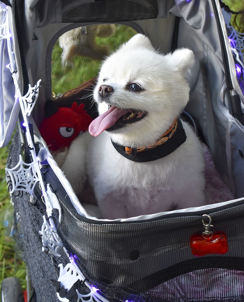 Bella, 9, dresses as a shark for Halloween.