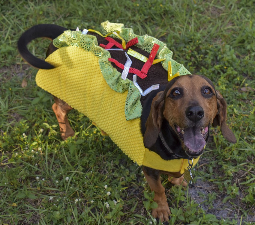 Bella, 6, transforms into a taco for Bark-O-Ween.