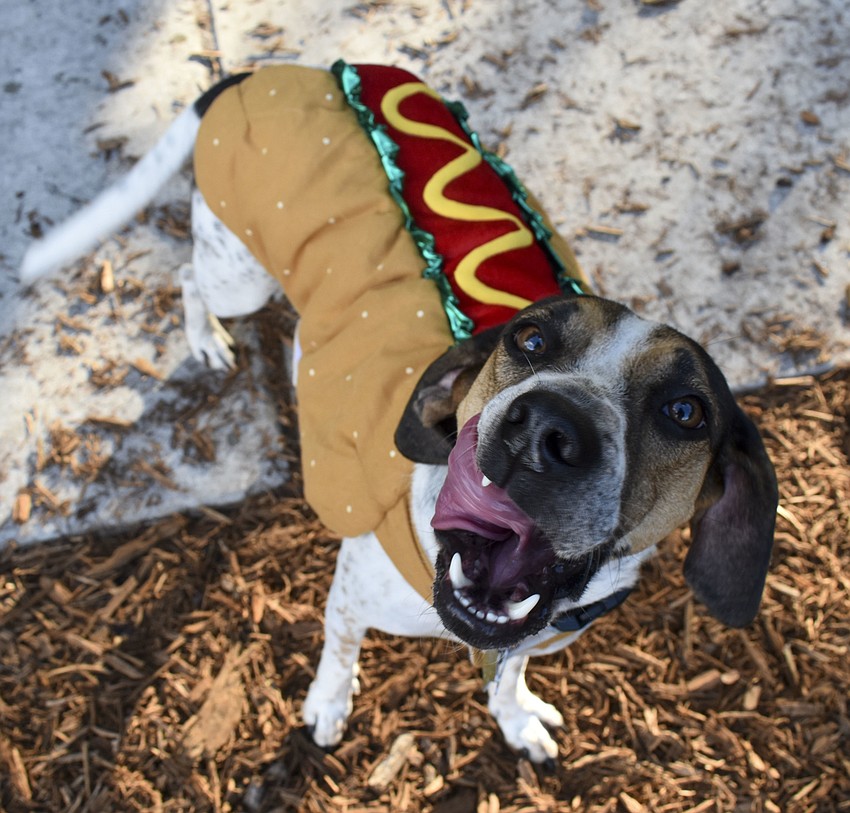 Even Biscuit, 1, thinks he makes a tasty treat as a hotdog.