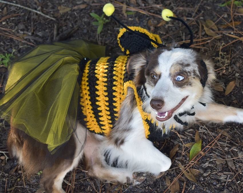 Daisy, 1, takes a break from running around the dog park.