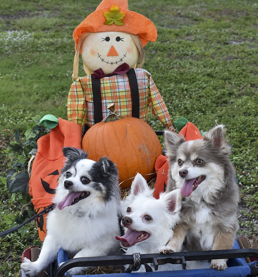 Conix, 10, Tiger, 11, and Malibu, 9, sit in their pumpkin patch.