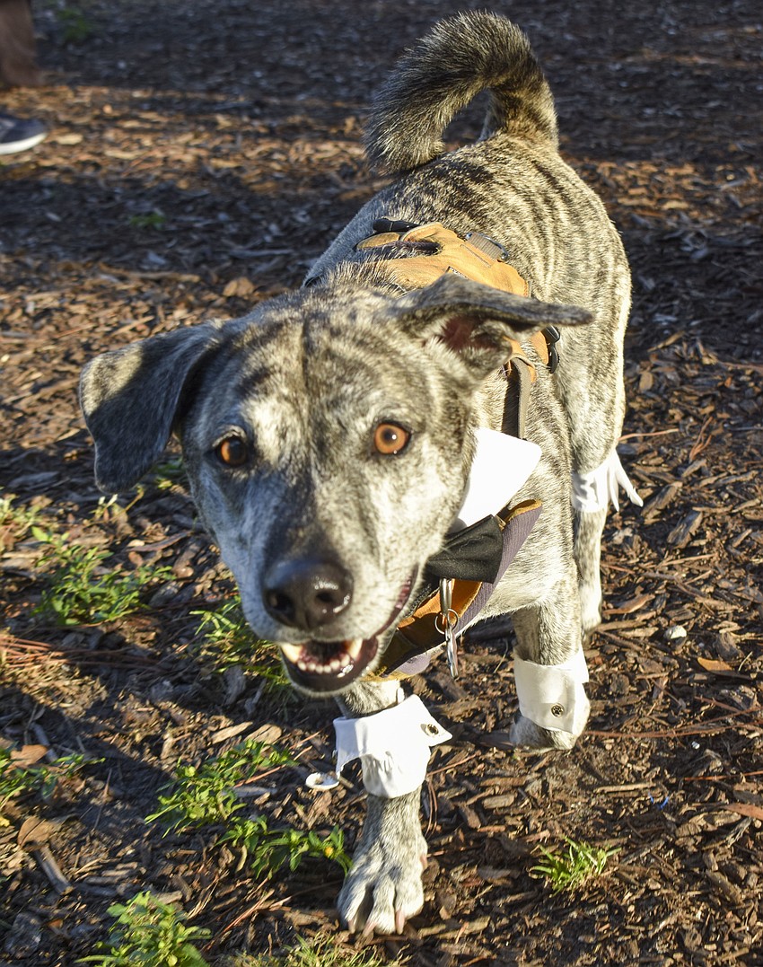 Luke, 5, runs around in his tuxedo outfit.
