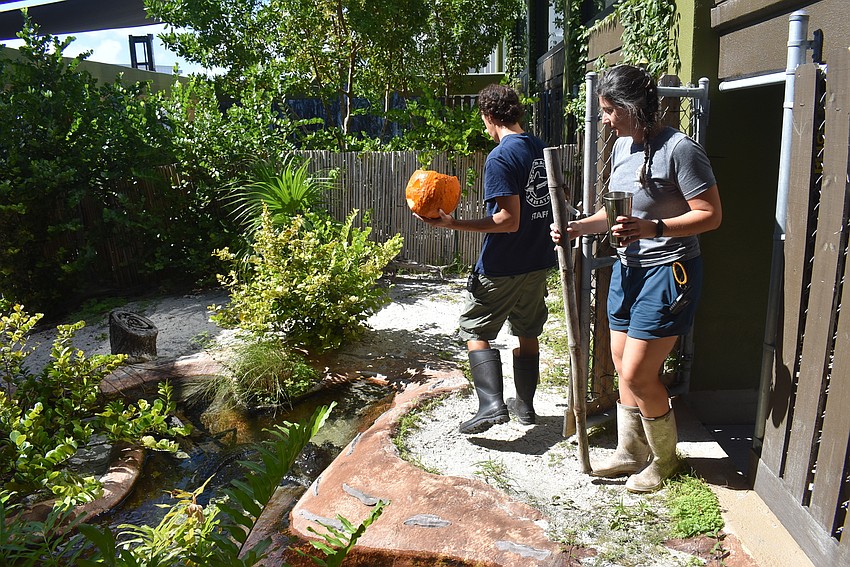 Biologists Brian Siegel and Veronica Garcia bring Rosy the American alligator her pumpkin.