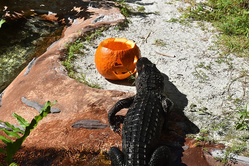 Rosy checks out the pumpkin.