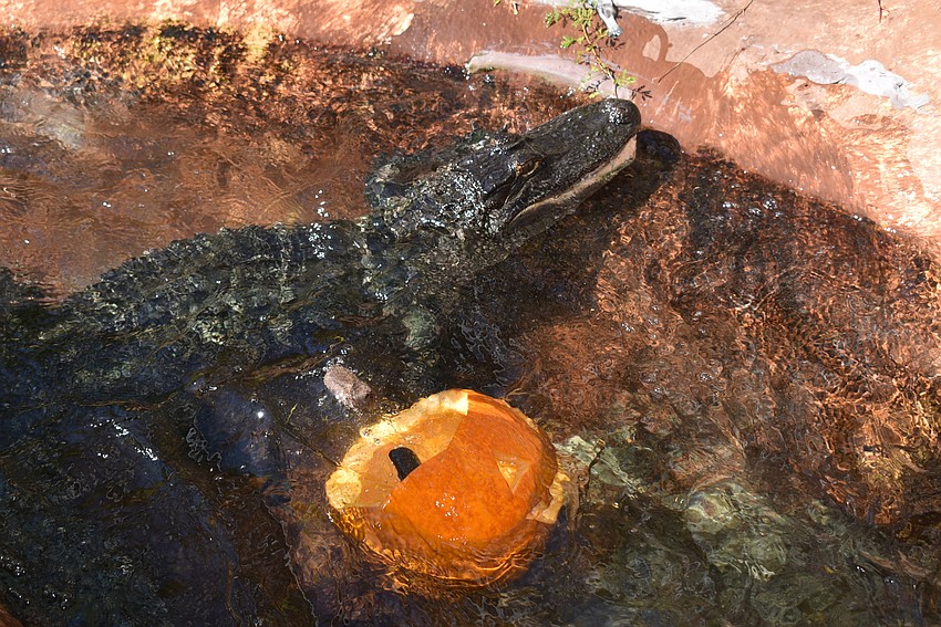 After dragging it into the water, Rosy got at the food within the pumpkin.
