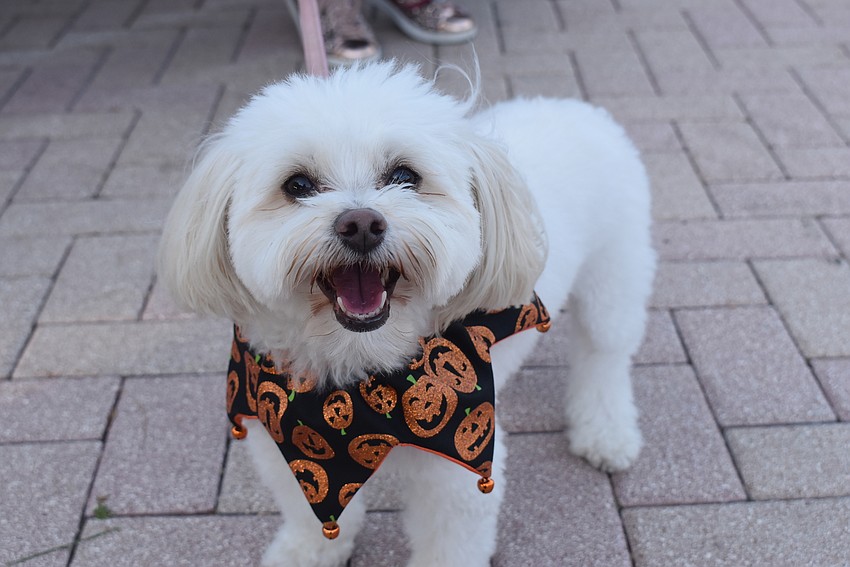 Latte the dog got into the spirit.