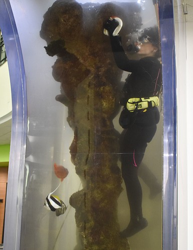 Heather Hooper, Mote&#39;s senior aquarium biologist and dive safety officer, cleans the Selby Library fish tank.