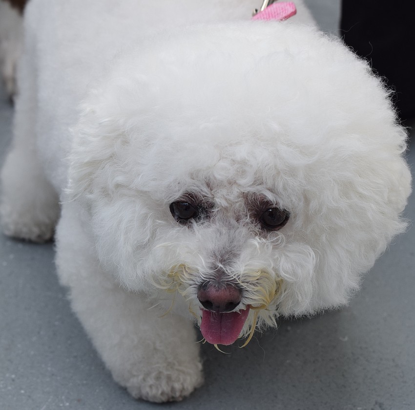 Lulu was a ball of fun at Divas and Dogs at the Founders Club in Sarasota.