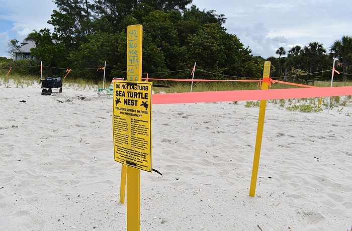 Sea turtle nesting.
