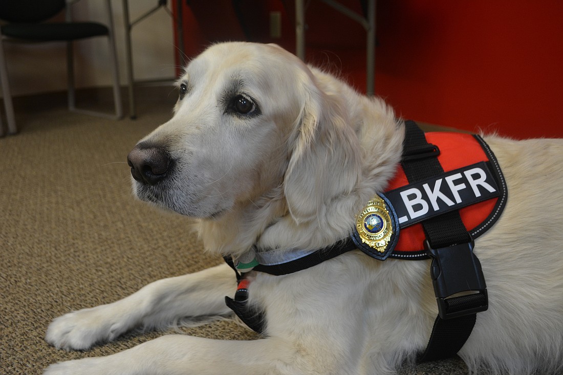Hunter, a golden retriever owned by Longboat Key Fire Rescue Department Deputy Chief Sandi Drake, poses in the Longboat Key fire station.