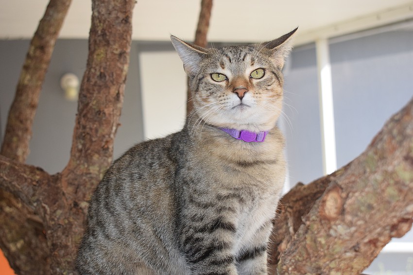 The Humane Society at Lakewood Ranch hopes to adopt out more than 75 cats in 2020.