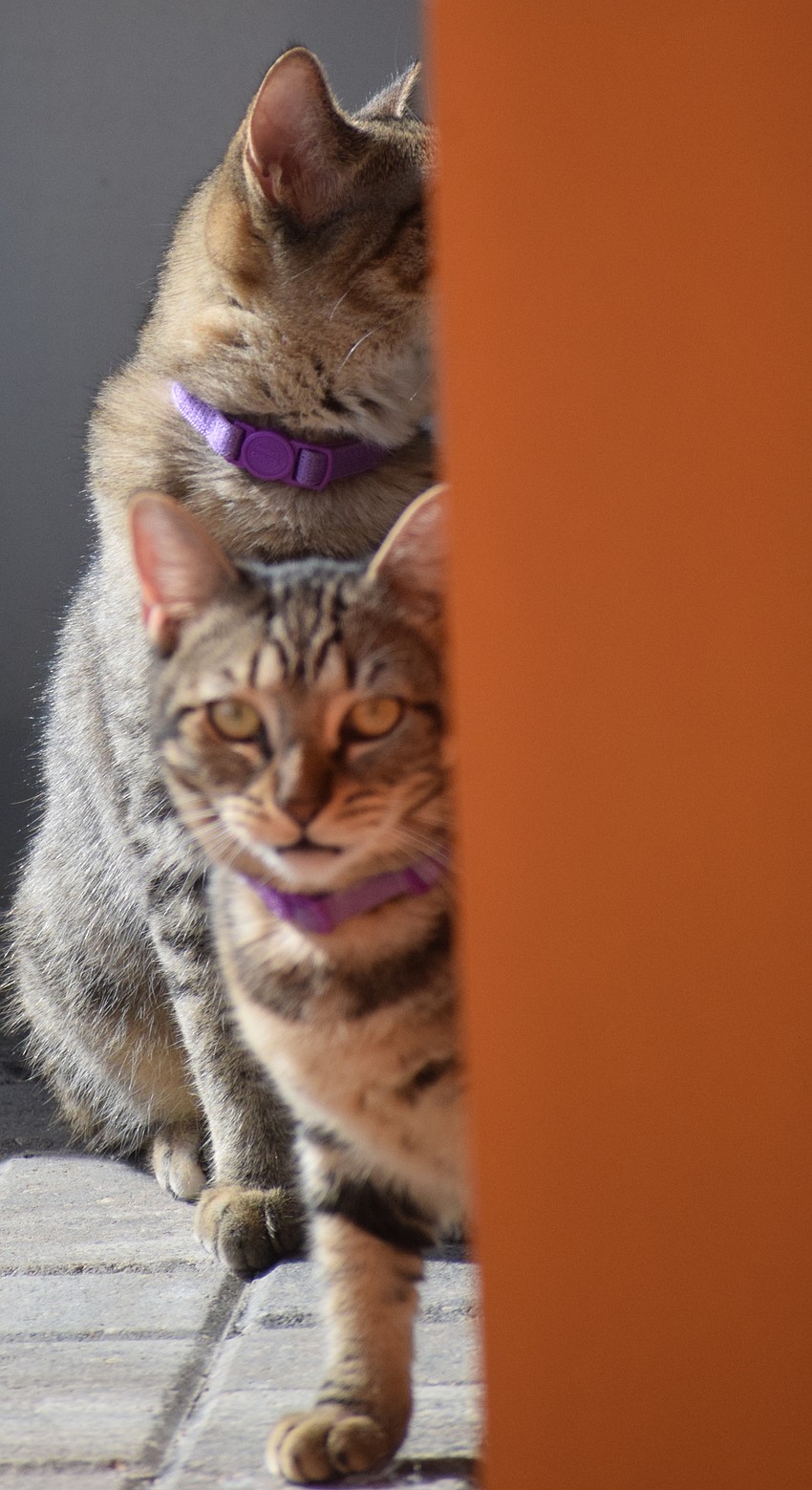 The Humane Society at Lakewood Ranch offers cats plenty of places to play wth its increased space.