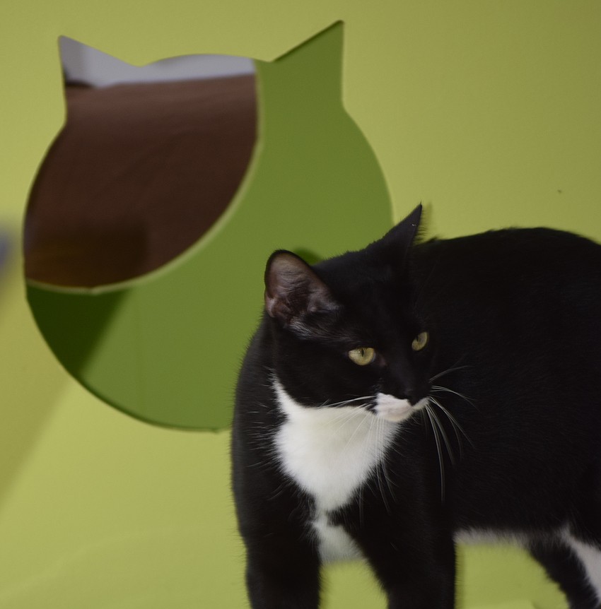 The Humane Society at Lakewood Ranch first brought cats into the new facility before filling up with dogs.