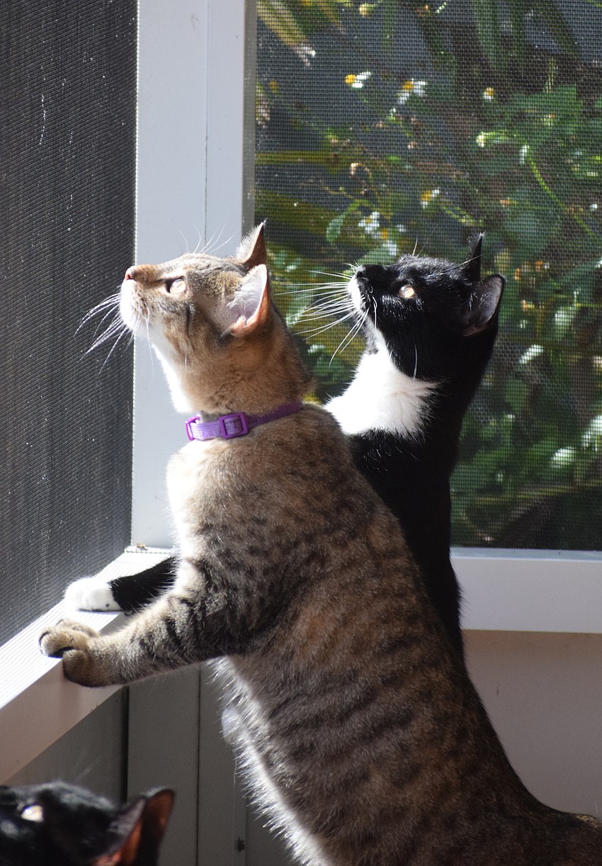 The Humane Society at Lakewood  offers a fun environment for the cats while they wait for a new home.