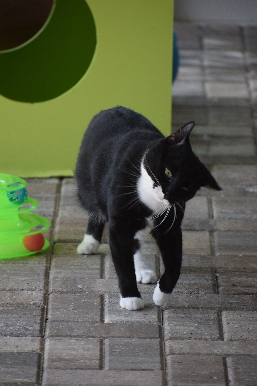 How could you resist this one?