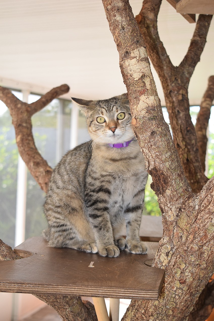 The Humane Society at Lakewood Ranch hopes to adopt out more than 75 cats in 2020.