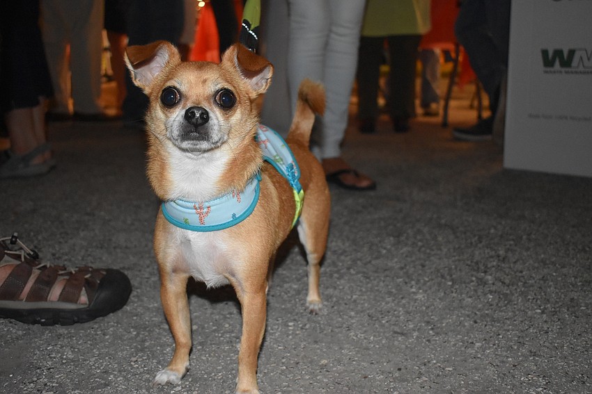 Pappi the puppy posed for a closeup.