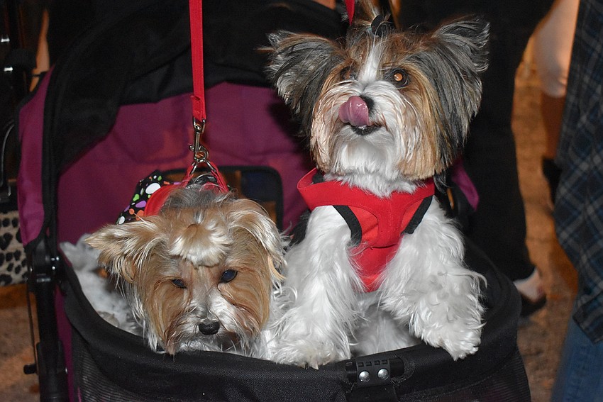 Franchesca and Izzadora got strolled around.