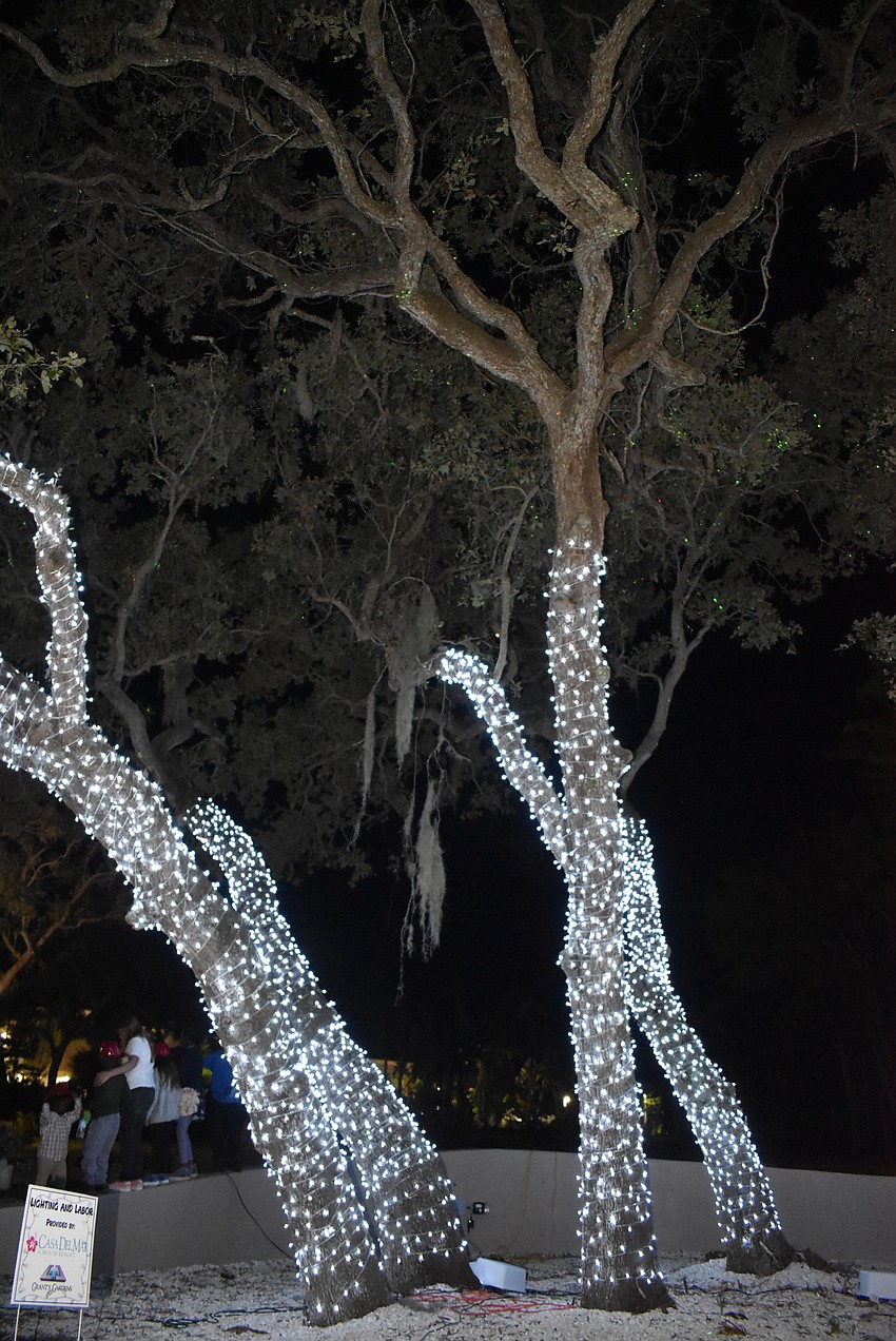 The trees in all their splendor.