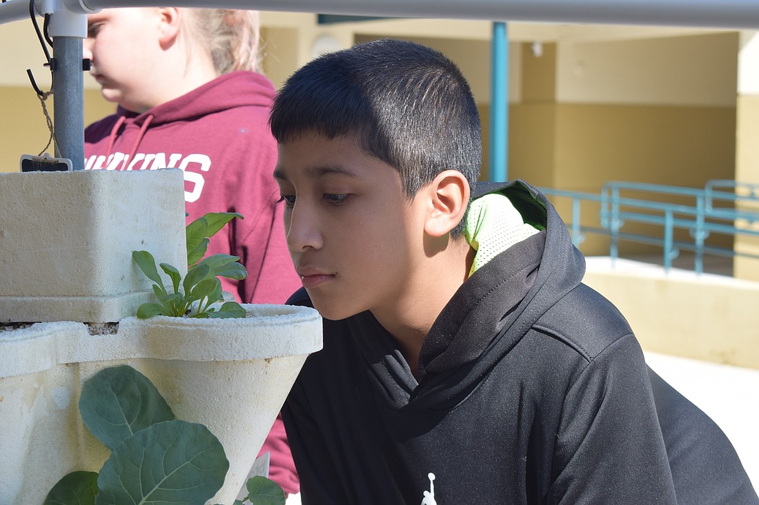 Juan Moreno, a fifth grader, looks into a pocket of a hydroponic stacker.