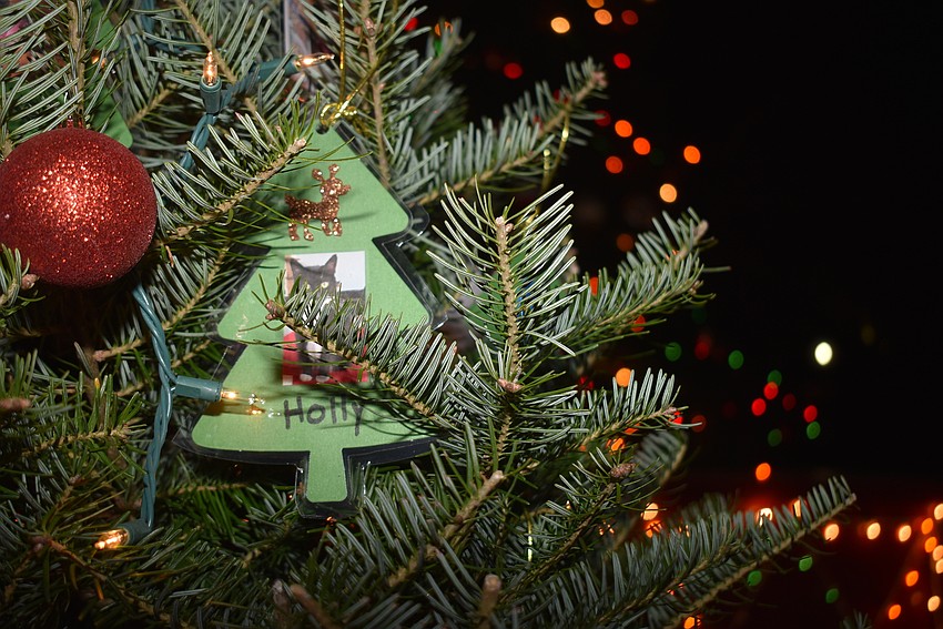 Deck the halls with boughs of Holly, the cat. Images of adoptable pets from Satchel's Last Resort Rescue and Sanctuary donned the trees.