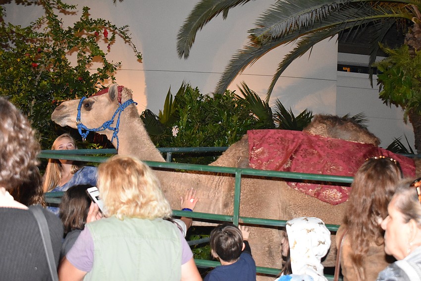The camels were a hit with the crowd.