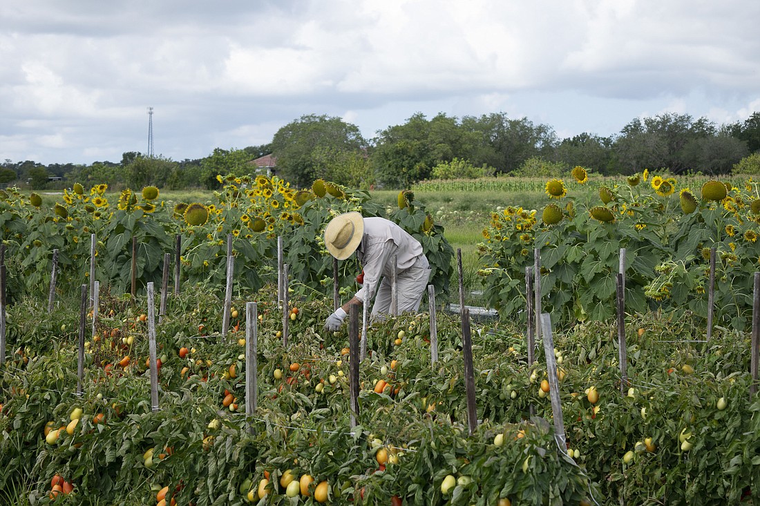 Transition Sarasota volunteer Adam McIntosh gleans tomatoes at Enza Zaden Research Facility located in Myakka City.