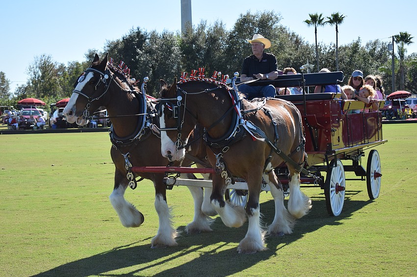 As always at halftime, the Clydesdales were in full swing, pulling children around the field.