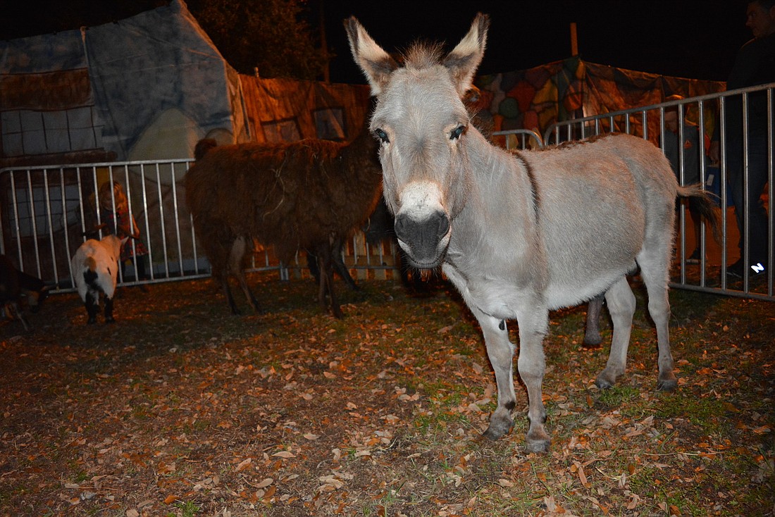 Guests could pet a variety of animals, including donkeys, goats and llamas.