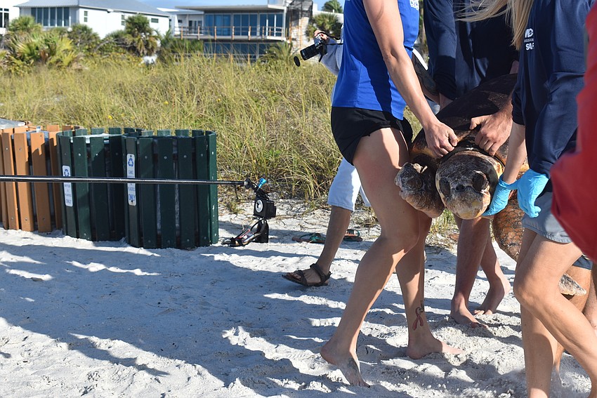 Staff and volunteers bring the turtle down to the water.
