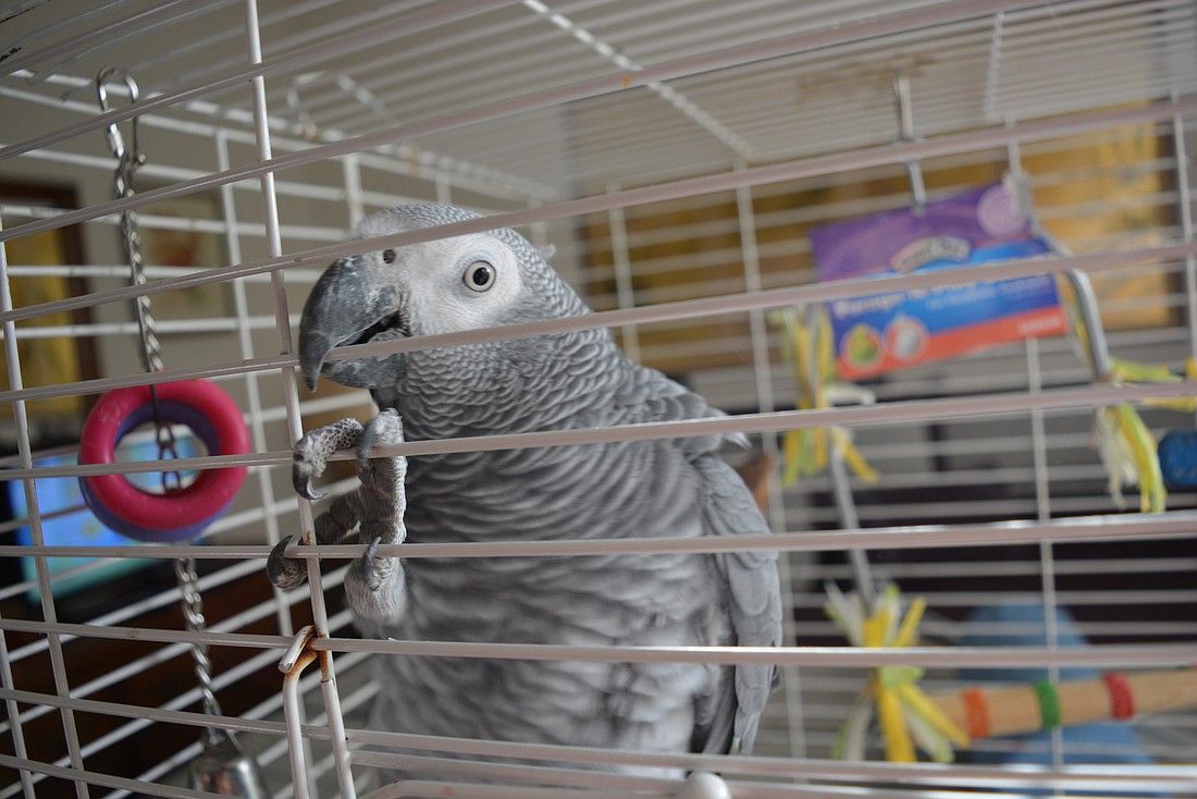 This African grey parrot was loose in the Summerfield Park neighborhood for at least three days before being caught.