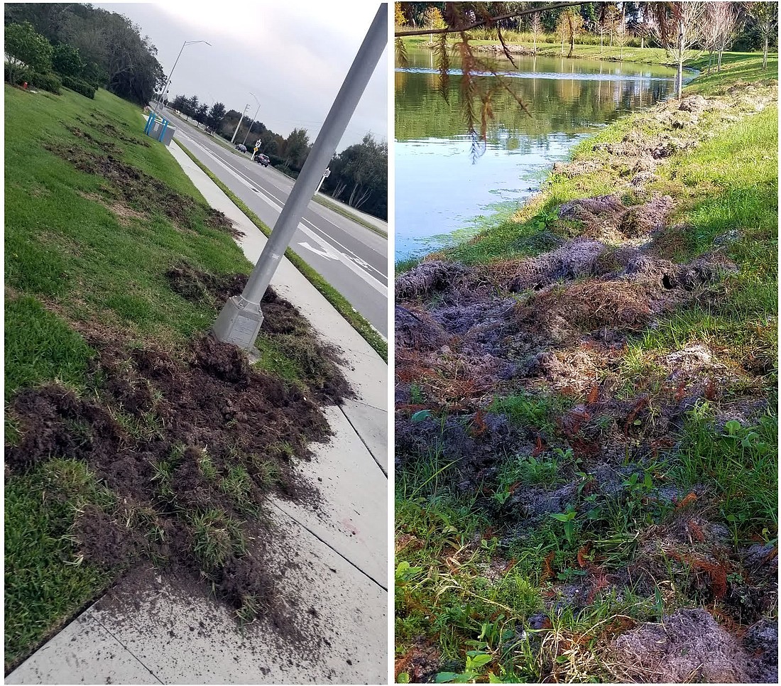 Damage caused by feral pigs in Lakewood Ranch.