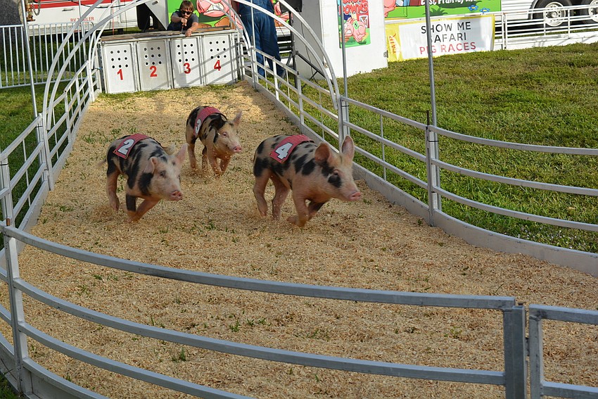 Vietnamese Asian potbellies were the fastest group of racing pigs at 